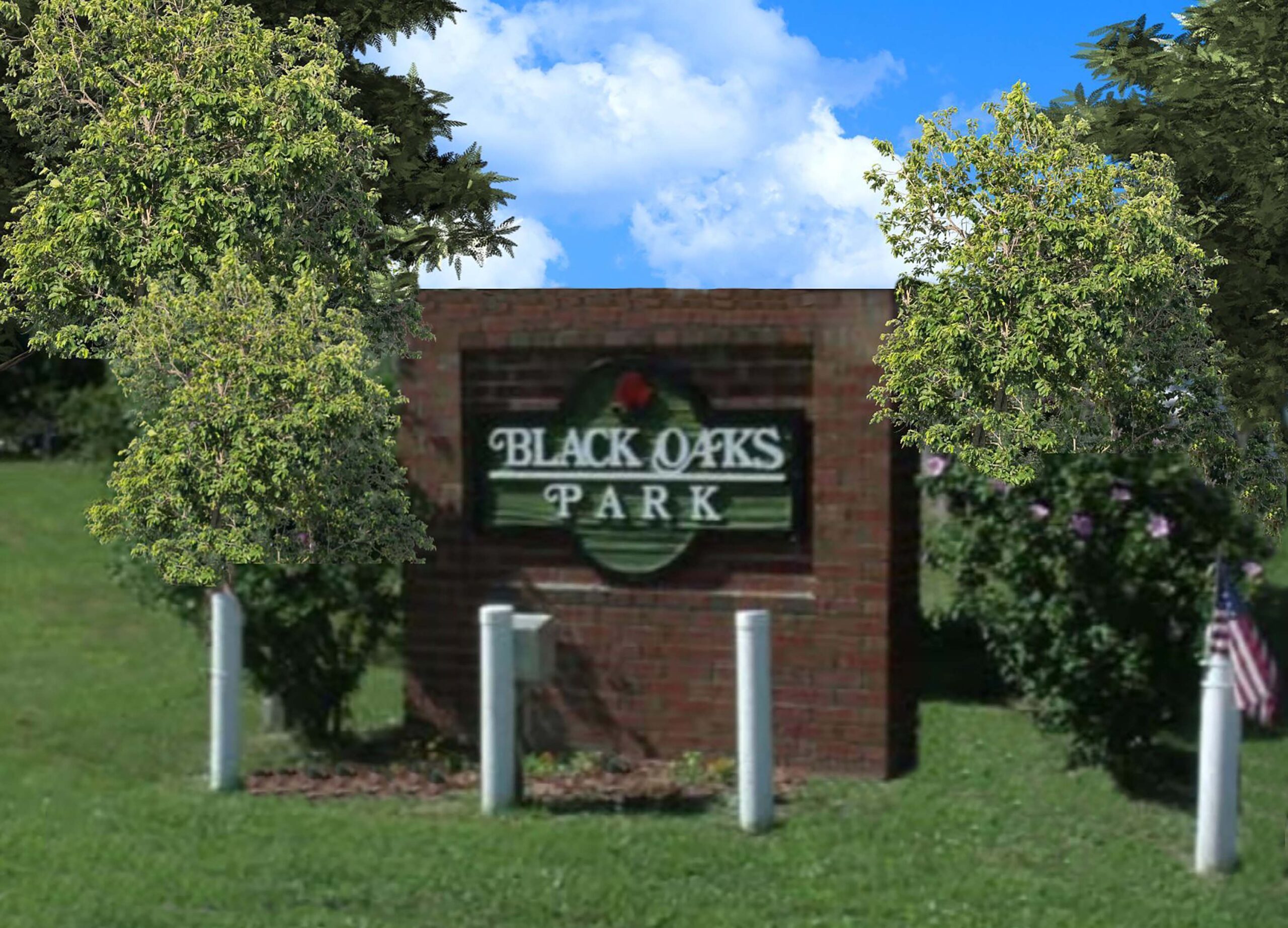 Black Oaks